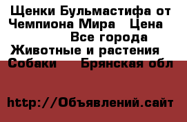 Щенки Бульмастифа от Чемпиона Мира › Цена ­ 1 000 - Все города Животные и растения » Собаки   . Брянская обл.